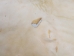 Thick Cow Rawhide: Side: Bleached: Gallery Item - 55-20-SIDE11-G4867 (Y2J)