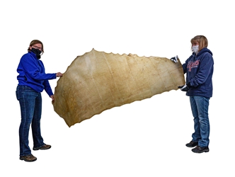 Thin Cow Rawhide: Side: Natural: Gallery Item 