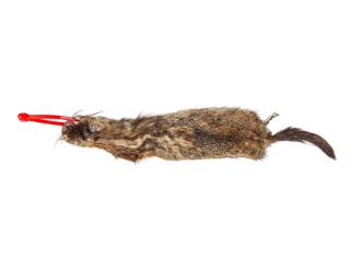 Groundhog Skin: Gallery Item 