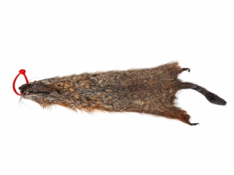 Groundhog Skin: Gallery Item 