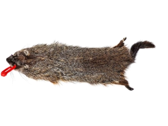 Groundhog Skin: Gallery Item 