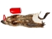 Groundhog Skin: Gallery Item - 557-G6512 (Y1GRJ)