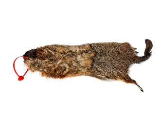 Groundhog Skin: Gallery Item 