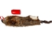 Groundhog Skin: Gallery Item - 557-G6515 (Y1GRJ)