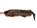Groundhog Skin: Gallery Item - 557-G6515 (Y1GRJ)