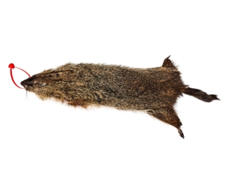 Groundhog Skin: Gallery Item 