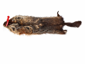 Groundhog Skin: Gallery Item 