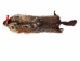 Groundhog Skin: Gallery Item - 557-G6518 (Y1GRJ)