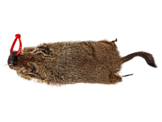 Groundhog Skin: Gallery Item 