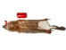 Groundhog Skin: Gallery Item - 557-G6531 (Y1GRJ)