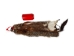 Groundhog Skin: Gallery Item - 557-G6533 (Y1GRJ)