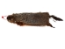 Groundhog Skin: Gallery Item - 557-G6533 (Y1GRJ)