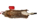 Groundhog Skin: Gallery Item - 557-G6534 (Y1GRJ)