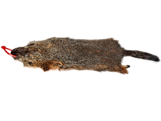 Groundhog Skin: Gallery Item 