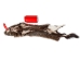 Groundhog Skin: Gallery Item - 557-G6535 (Y1GRJ)