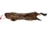 Groundhog Skin: Gallery Item - 557-G6535 (Y1GRJ)