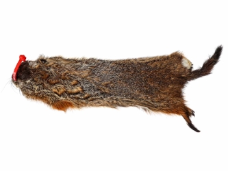 Groundhog Skin: Gallery Item 