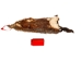 Groundhog Skin: Trading Post Grade: Gallery Item - 557-TP-G6673 (Y2O)