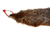Groundhog Skin: Trading Post Grade: Gallery Item - 557-TP-G6673 (Y2O)