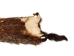 Groundhog Skin: Trading Post Grade: Gallery Item - 557-TP-G6673 (Y2O)