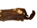Groundhog Skin: Trading Post Grade: Gallery Item - 557-TP-G6674 (Y2O)