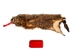 Groundhog Skin: Trading Post Grade: Gallery Item - 557-TP-G6675 (Y2O)