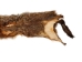 Groundhog Skin: Trading Post Grade: Gallery Item - 557-TP-G6675 (Y2O)