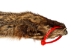 Groundhog Skin: Trading Post Grade: Gallery Item - 557-TP-G6677 (Y2O)