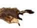 Groundhog Skin: Trading Post Grade: Gallery Item - 557-TP-G6677 (Y2O)
