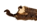 Groundhog Skin: Trading Post Grade: Gallery Item - 557-TP-G6678 (Y2O)