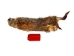 Groundhog Skin: Trading Post Grade: Gallery Item - 557-TP-G6679 (Y2O)