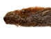 Groundhog Skin: Trading Post Grade: Gallery Item - 557-TP-G6679 (Y2O)