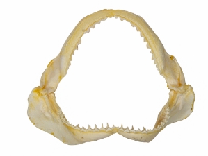 Bull Shark Jaw 7.5": Gallery Item 