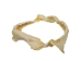 Bull Shark Jaw 8": Gallery Item  - 561-J16-08-G4905 (Y3KRF)