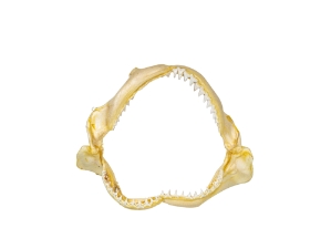 Bull Shark Jaw 8": Gallery Item  