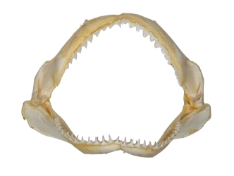 Bull Shark Jaw 8.5": Gallery Item 