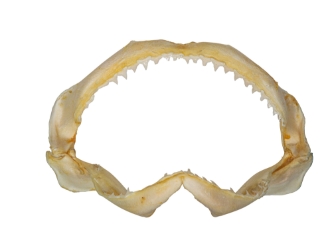 Bull Shark Jaw 8.5": Gallery Item 