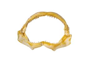 Bull Shark Jaw 10.5": Gallery Item   