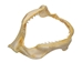 Bull Shark Jaw 11.5": Gallery Item - 561-J16-11-G6236 (8UK21)