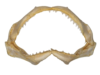 Bull Shark Jaw 11.5": Gallery Item 