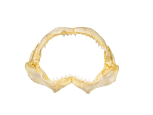 Bull Shark Jaw 12": Gallery Item 