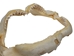 Bull Shark Jaw 12.5": Gallery Item - 561-J16-12-G6188 (8UK21)