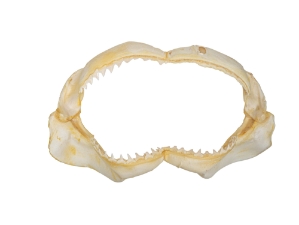 Bull Shark Jaw 12.5": Gallery Item 