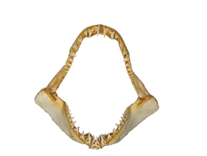 Mako Shark Jaw 14.5": Gallery Item 