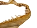 Mako Shark Jaw 24": Gallery Item - 561-J17-2324-G6136 (Y1K)