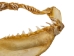 Mako Shark Jaw 24": Gallery Item - 561-J17-2324-G6136 (Y1K)