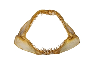 Mako Shark Jaw 24": Gallery Item 