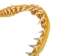 Mako Shark Jaw 16": Gallery Item - 561-J17-G4987 (Y1K)