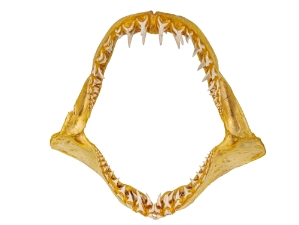 Mako Shark Jaw 16": Gallery Item 