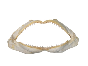 Blue Shark Jaw 14": Gallery Item 